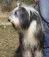 Étalon Bearded Collie - Something Else First by seduction dit faustin