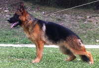 Étalon Berger Allemand - Roccapina Garrincha