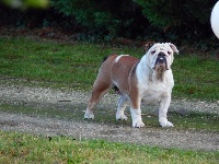 Étalon Bulldog Anglais - Esbury De kalinka des roches blanches