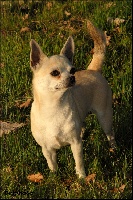 Étalon Chihuahua - Silver shadow's
