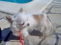 Étalon Chihuahua - Charly du royaume de Casabelle