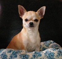 Étalon Chihuahua - Fioretto della dolcemela