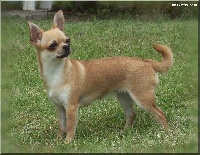 Étalon Chihuahua - Désidéria De misandre