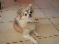 Étalon Chihuahua - Ganciu du Picculu Ribellu