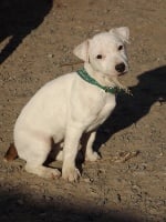 Étalon Jack Russell Terrier - Griotte (Sans Affixe)