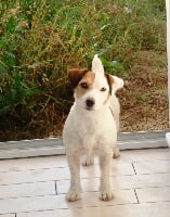 Étalon Jack Russell Terrier - Anki (Sans Affixe)