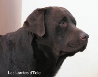 Étalon Labrador Retriever - annakay Time and again