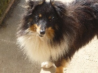 Étalon Shetland Sheepdog - Fendless boule de suif des O'Connelli