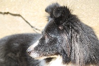 Étalon Shetland Sheepdog - Vaiko kuroi shiroi des dunes de la cote d'opale