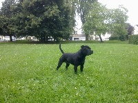 Étalon Staffordshire Bull Terrier - Black Insolence Funky