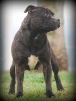 Étalon Staffordshire Bull Terrier - Fiona dit andy De la crique du Flojule