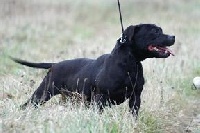 Étalon Staffordshire Bull Terrier - the Good Dogs Passion Cathi-alpaka de miss daisy