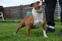 Étalon Staffordshire Bull Terrier - Staffanatic's Charming little devil