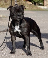 Étalon Staffordshire Bull Terrier - CH. Crossguns Wot else