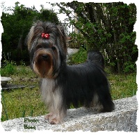 Étalon Yorkshire Terrier - Guerlain du Puy Doré