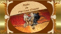 Étalon Yorkshire Terrier - Frisko de P'Tit Coeur D'Amour