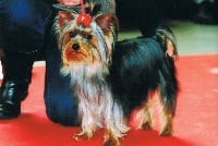 Étalon Yorkshire Terrier - Gucci paradise of Monroe For Ever