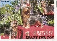 Étalon Yorkshire Terrier - Hunderwood Crazy for you