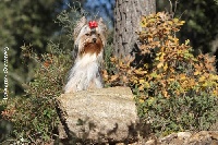 Étalon Yorkshire Terrier - CH. Gipsy girl du Gué de l'Adour