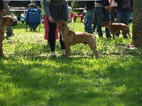 Étalon American Staffordshire Terrier - Old Look Staff Gunner
