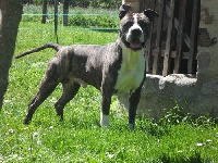 Étalon American Staffordshire Terrier - creole queen Bone thugs and harmony