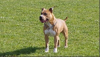 Étalon American Staffordshire Terrier - rican dogs G'narko