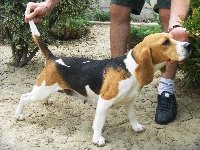 Étalon Beagle - Elfe de la garouillère
