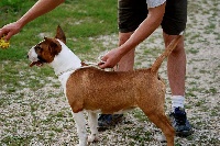 Étalon Bull Terrier - Gucci du moulin d'allamont