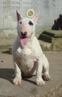 Étalon Bull Terrier - White velvet star (Sans Affixe)