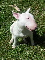 Étalon Bull Terrier - Gina snowball (Sans Affixe)