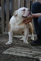 Étalon Bulldog Anglais - Goliath des molosses des 7 vallées