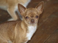 Étalon Chihuahua - Dinky winky De kalinka des roches blanches