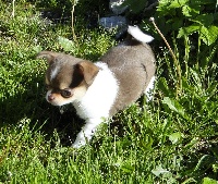 Étalon Chihuahua - Hooligan Les patibullies