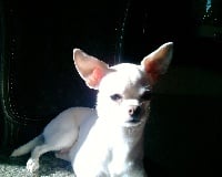 Étalon Chihuahua - Dido Du coeur des ténèbres