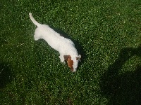 Étalon Jack Russell Terrier - Fouinette de l'antre des jacks
