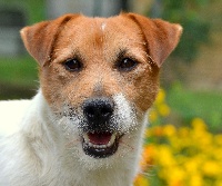 Étalon Jack Russell Terrier - Original master's voice Darklight spacey