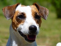 Étalon Jack Russell Terrier - Chachufi des perles du desert