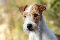Étalon Parson Russell Terrier - CH. Maxfly For just a diva (tally)