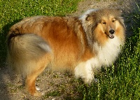 Étalon Shetland Sheepdog - Ficelle Du taillis du houx
