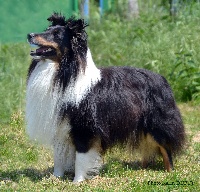 Étalon Shetland Sheepdog - Each-brun du grand pré d 'ortignac