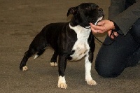 Étalon Staffordshire Bull Terrier - CH. Aventure-dark-angel des Plaines d'Iron