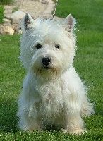 Étalon West Highland White Terrier - Guns'n roses rebaptisé axelle Du mat des oyats