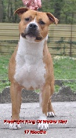 Étalon American Staffordshire Terrier - Freefight king of Walker red kennel