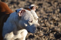 Étalon American Staffordshire Terrier - Dee dee Des jardins de margaux