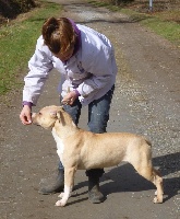 Étalon American Staffordshire Terrier - Girl in love Du Cayla Heart