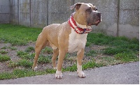 Étalon American Staffordshire Terrier - A'quicksilver aka de Paco Original's Staff