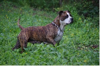 Étalon American Staffordshire Terrier - Buddy Doggz Star Kennel Carolina's rebel queen - queen -
