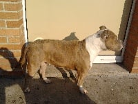 Étalon American Staffordshire Terrier - Eva (Sans Affixe)