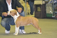 Étalon American Staffordshire Terrier - rican dog's G' miss liberty