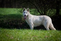 Étalon Berger Blanc Suisse - Easy du domaine du chene au loup